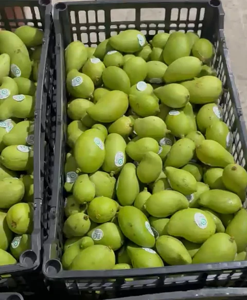 Mango criollo