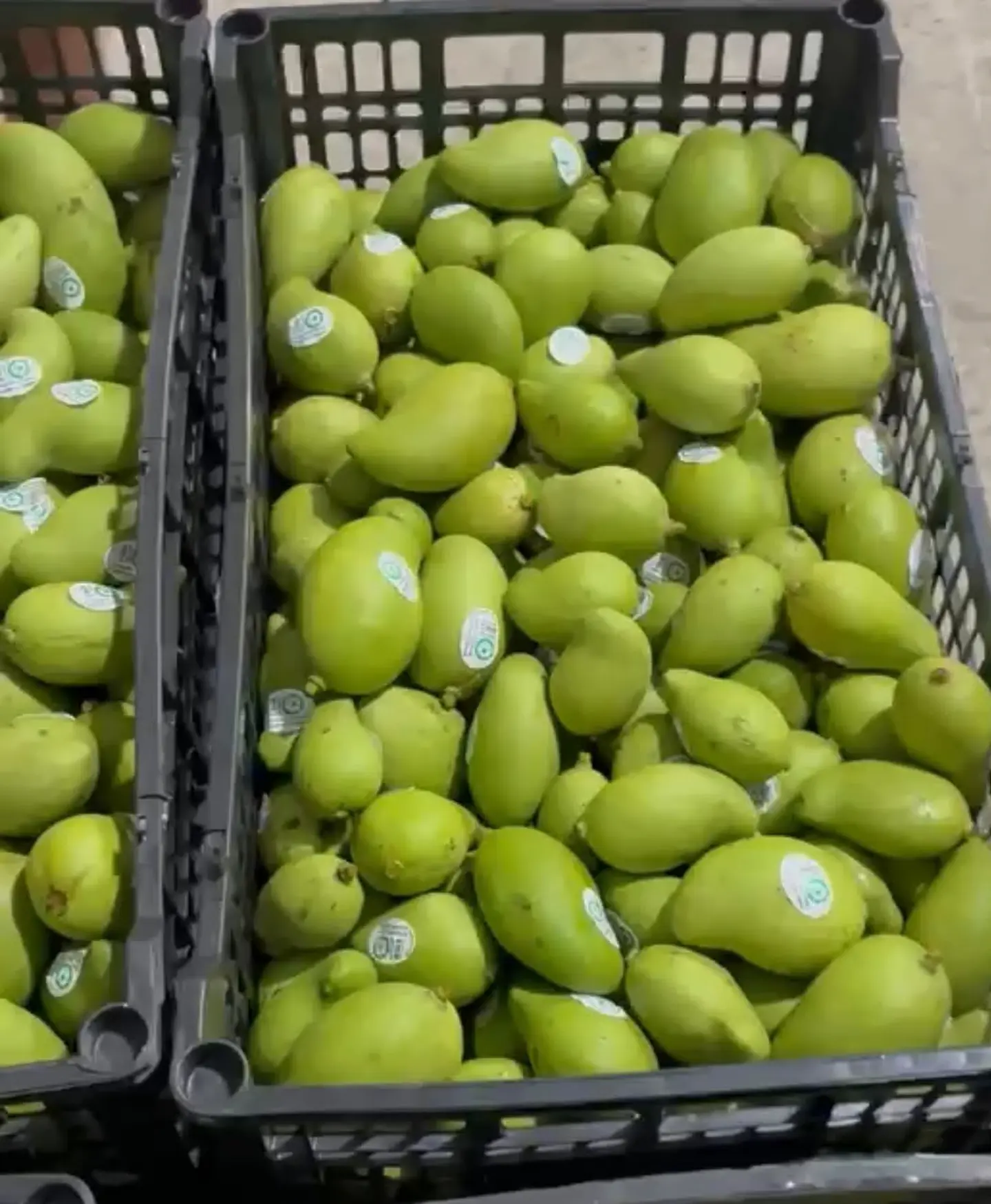 Mango criollo 1