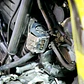 BOMBA TRASERA XT660R - Miniatura 2