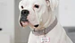 Medalhas de Identificação Personalizadas para Animais - Thumbnail 2