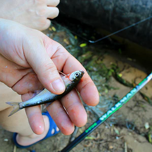 CAÑA YOKOZUNA SPIN M 7 2.10M DYSM7