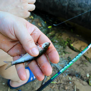 CAÑA CASCADE TELESCOPICA SP 180