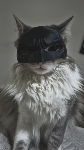 Mascara Para Gato Versión Batman 5