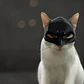 Mascara Para Gato Versión Batman - Miniatura 6