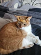 Mascara Antifaz Para Gato Versión Corona De Loki - Miniatura 4