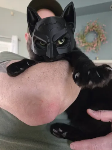 Mascara Para Gato Versión Batman V2 4