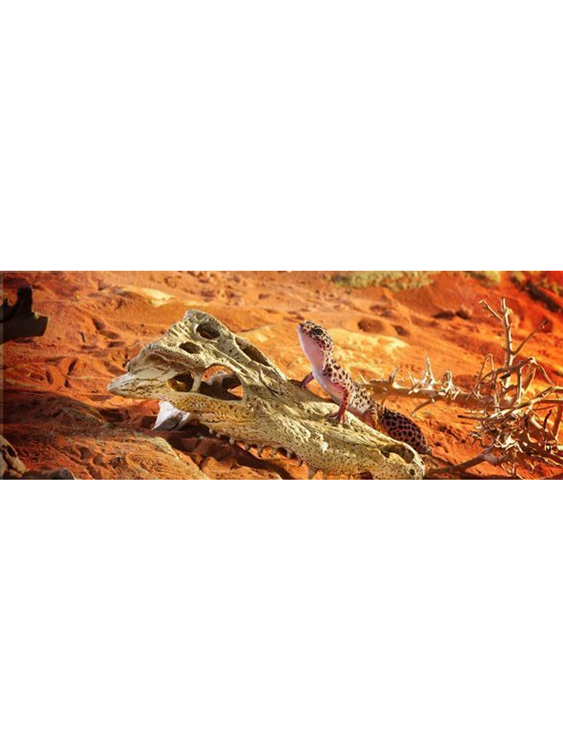 ExoTerra Refugio Cráneo Cocodrilo 2