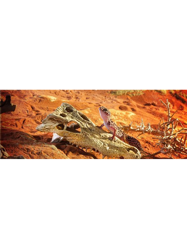 ExoTerra Refugio Cráneo Cocodrilo 2