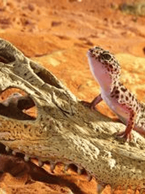 ExoTerra Refugio Cráneo Cocodrilo