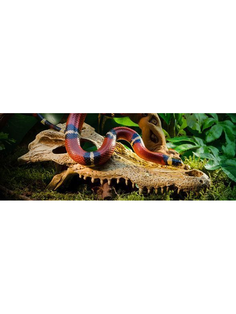 ExoTerra Refugio Cráneo Cocodrilo 3