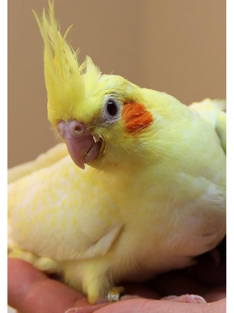 Psittacus Mini Pienso 3kg 4