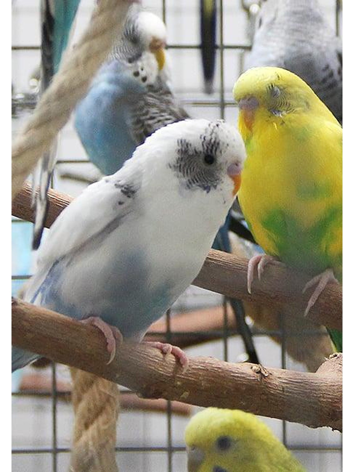 Psittacus Micro Pienso 350gr 4