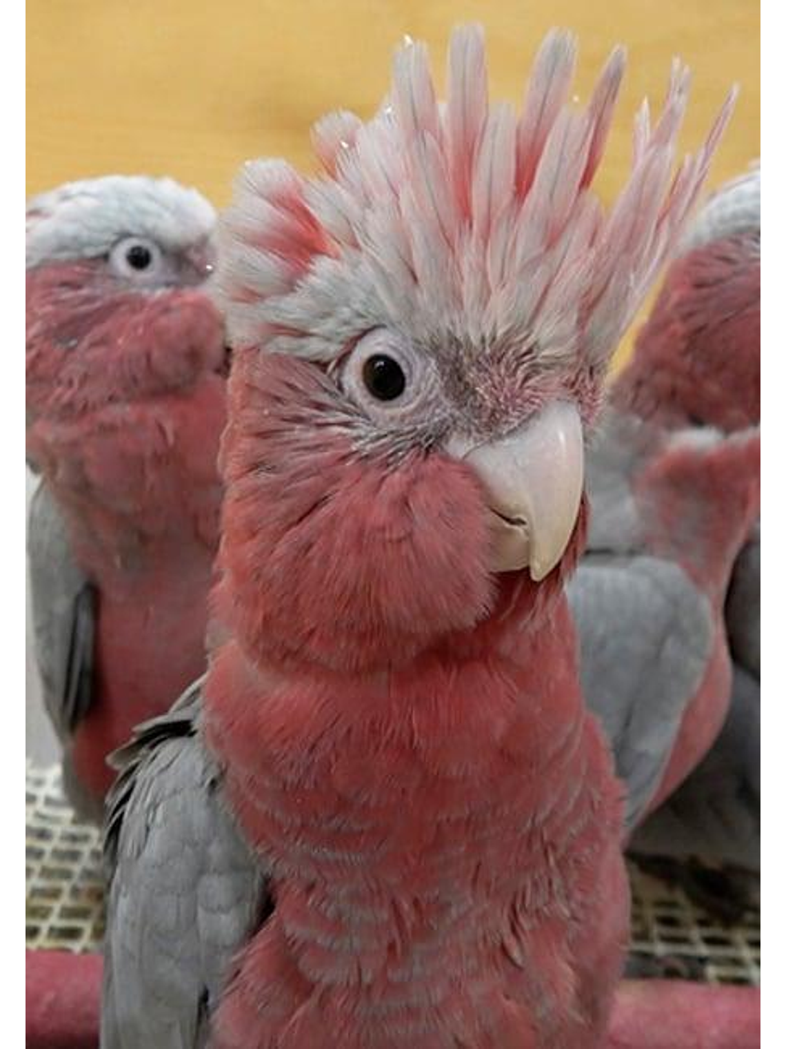 Psittacus Mini Pienso 3kg 5