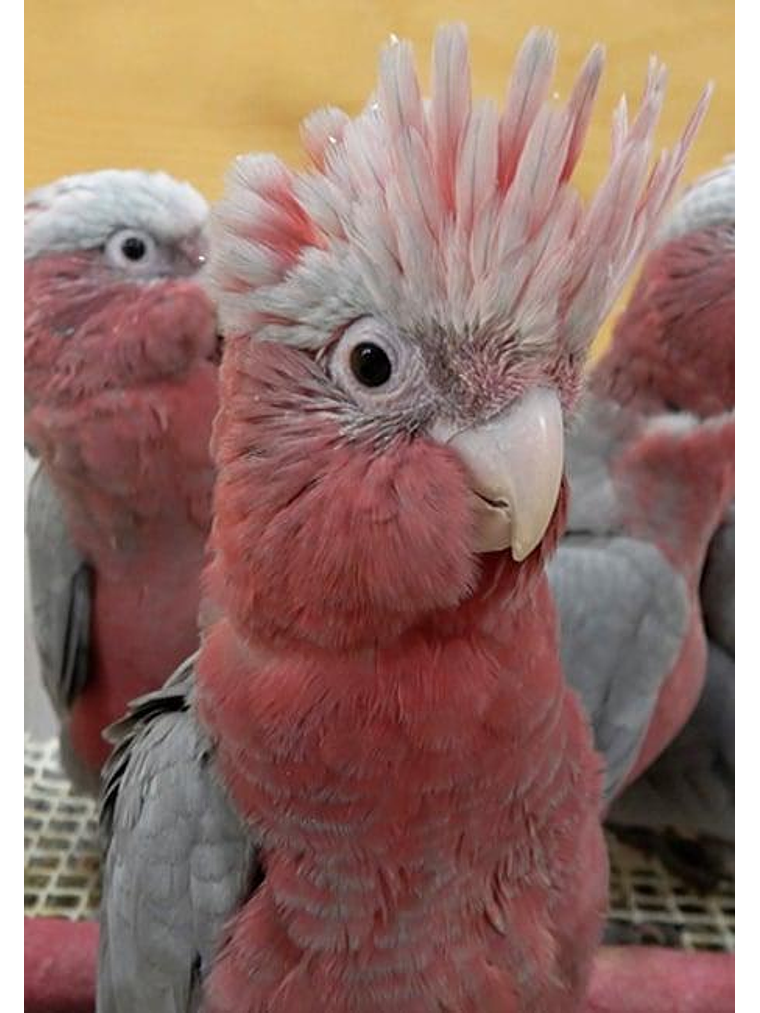 Psittacus Mini Pienso 3kg 5