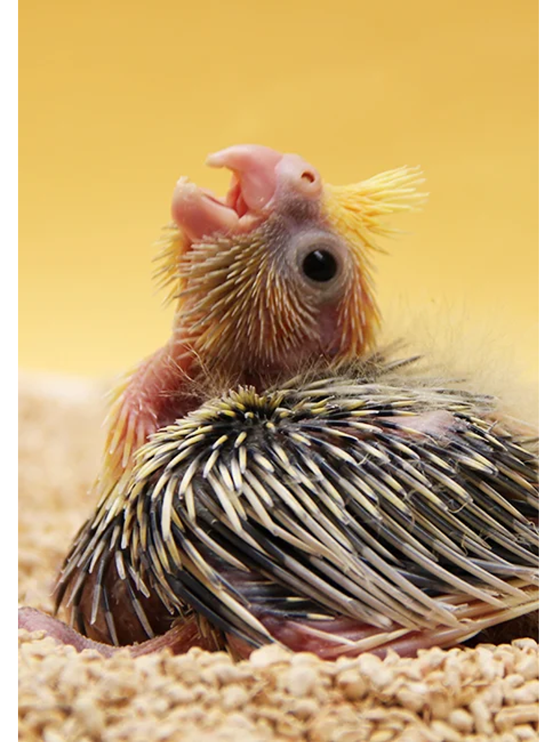 Psittacus Mini Papilla 350 gr 5