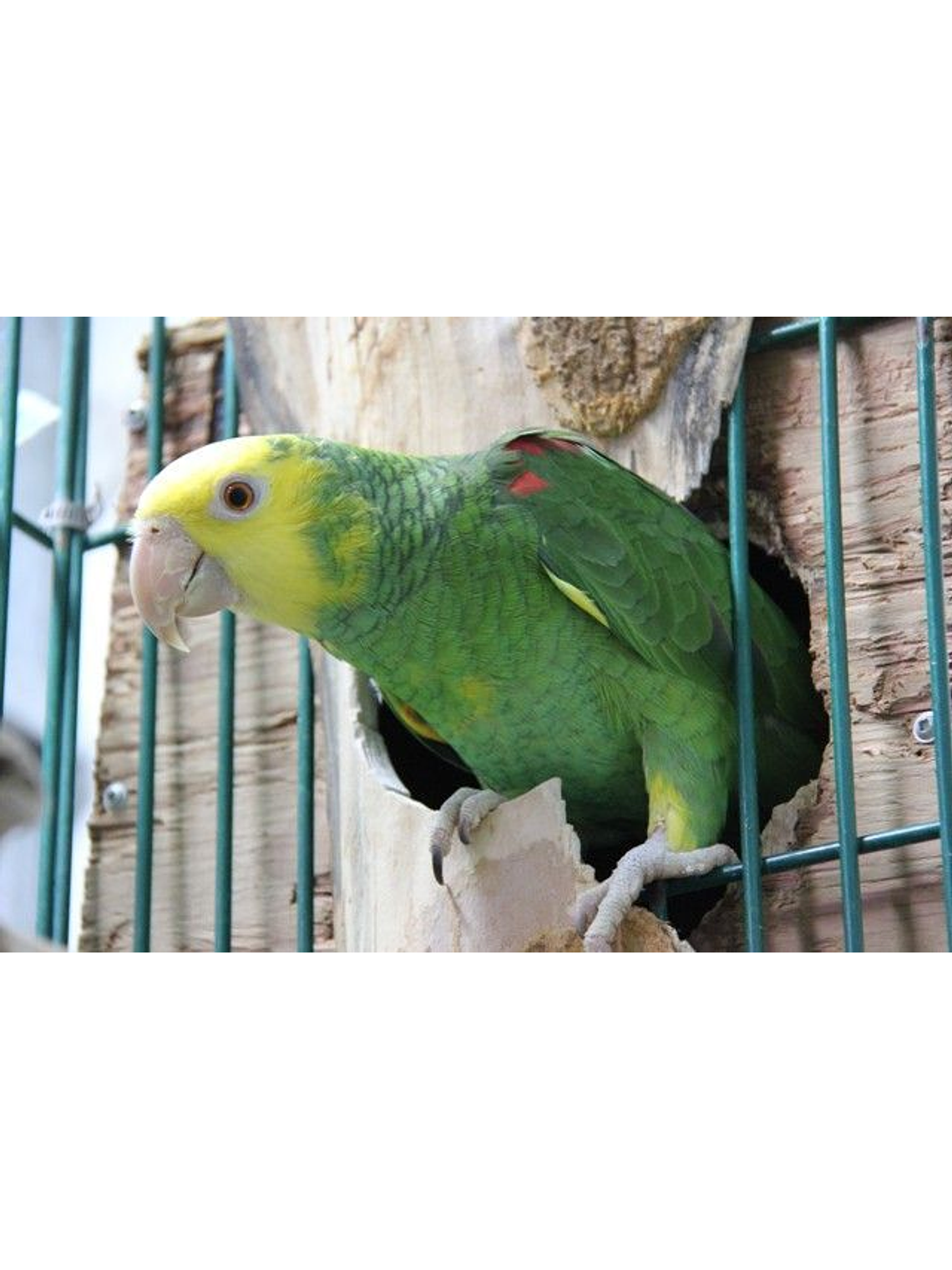 Tropican High Performance granulados 3