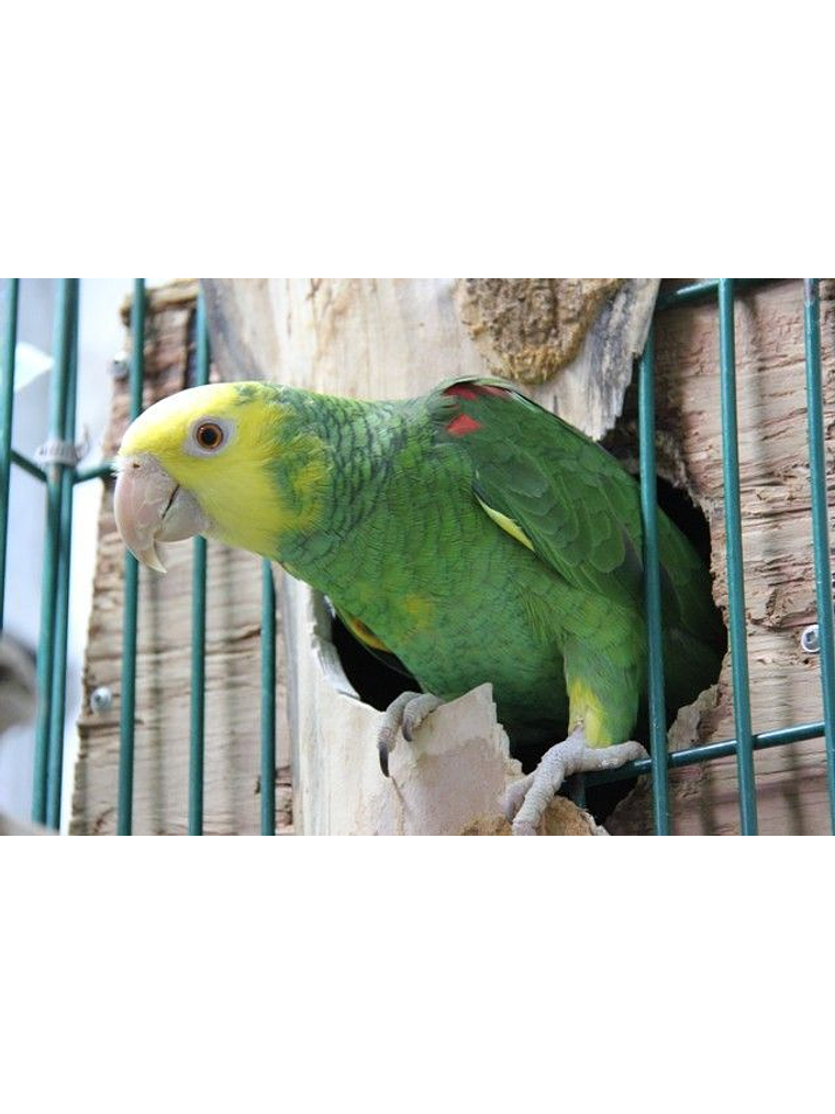 Tropican High Performance granulados 3