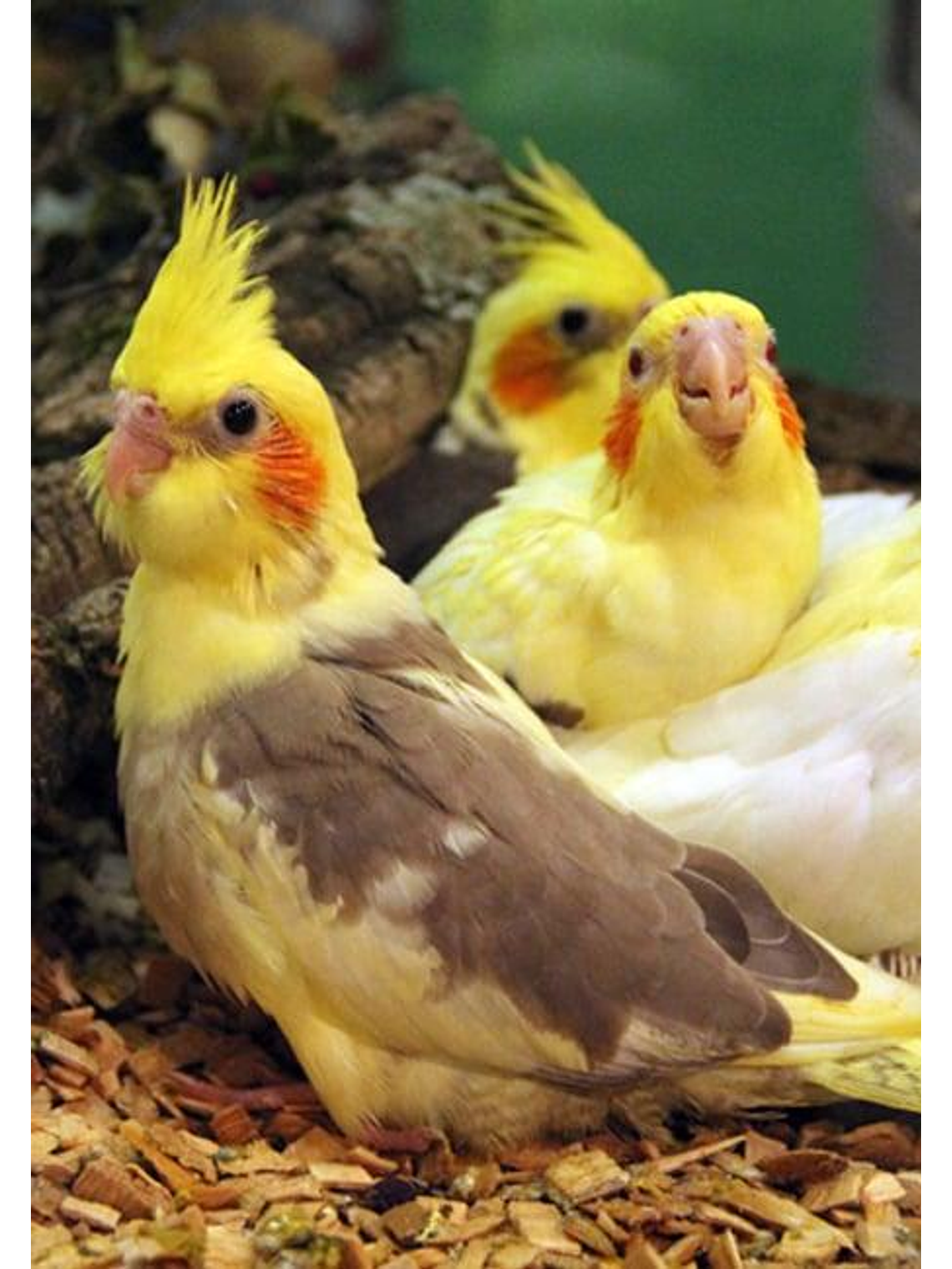 Psittacus Micro Pienso 1kg 3