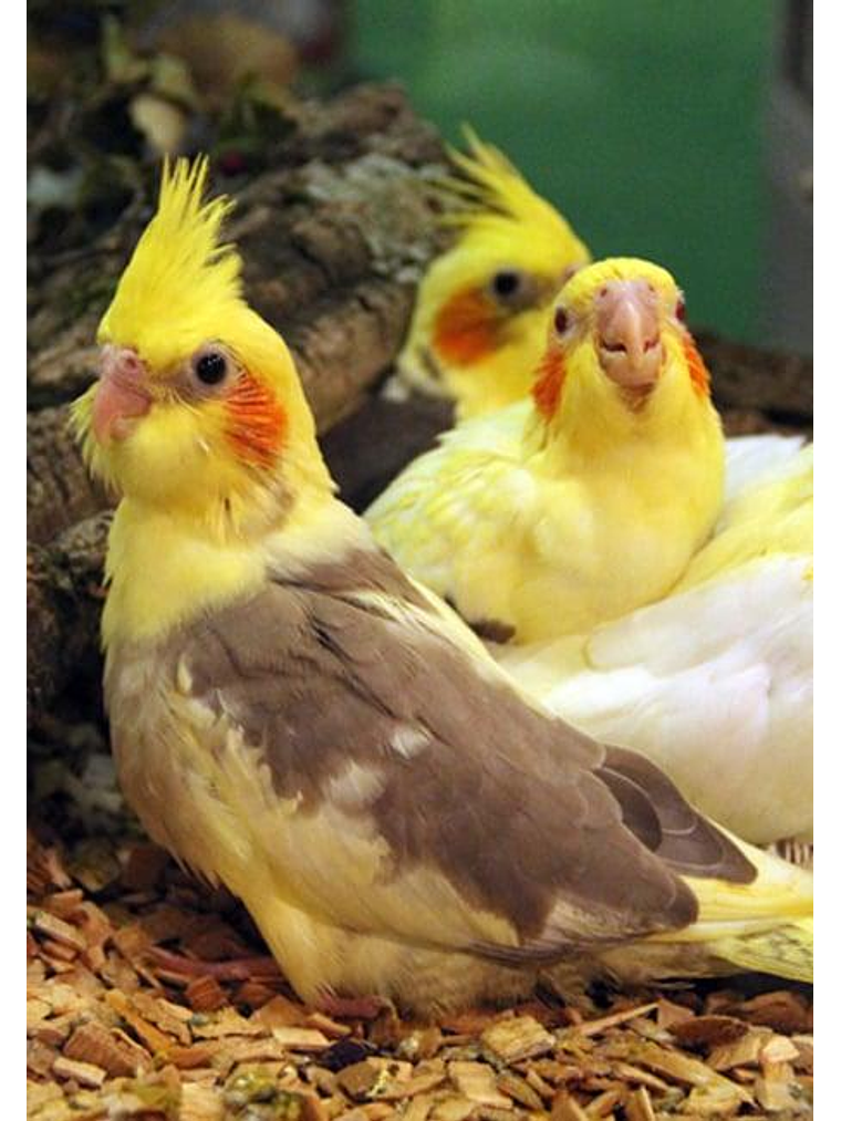 Psittacus Micro Pienso 1kg 3