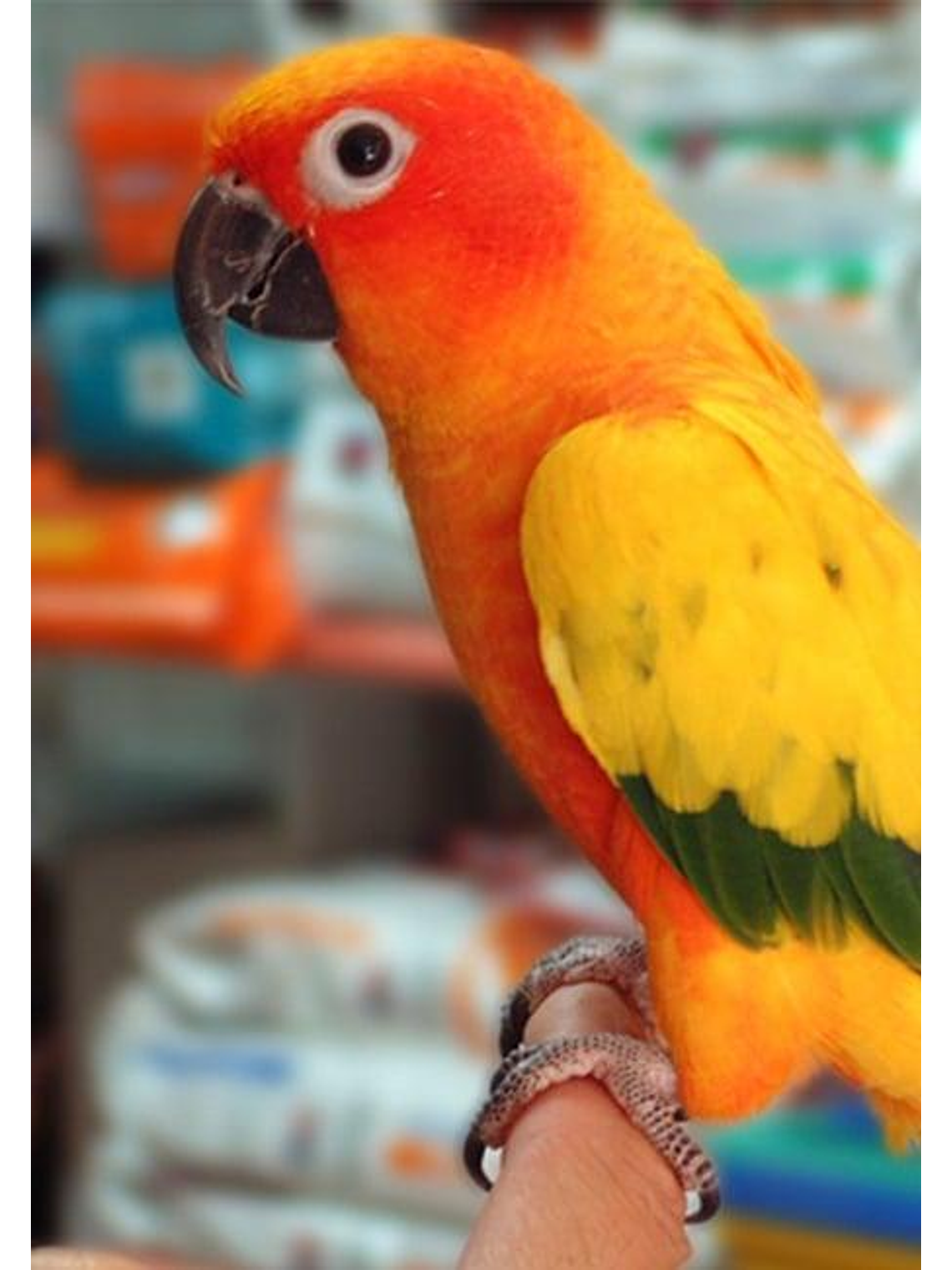 Psittacus Mini Pienso 450g 3