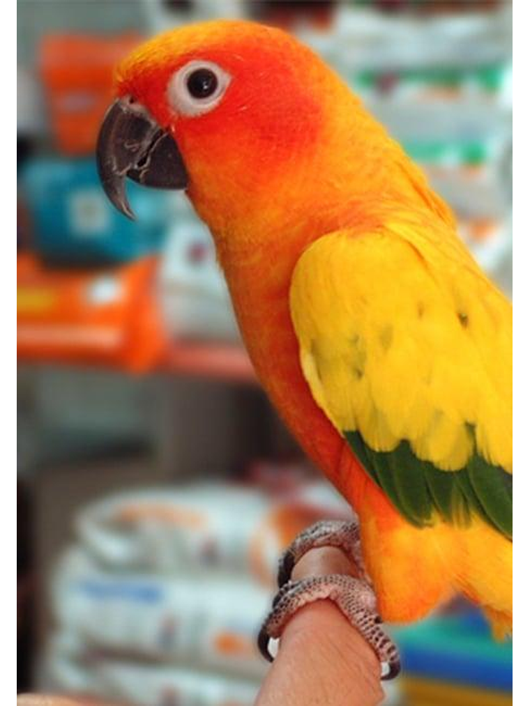 Psittacus Mini Pienso 450g 3