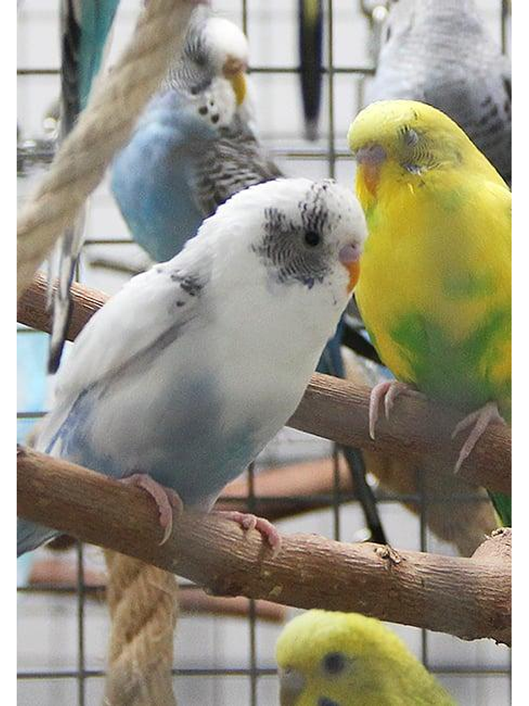 Psittacus Micro Pienso 1kg 4