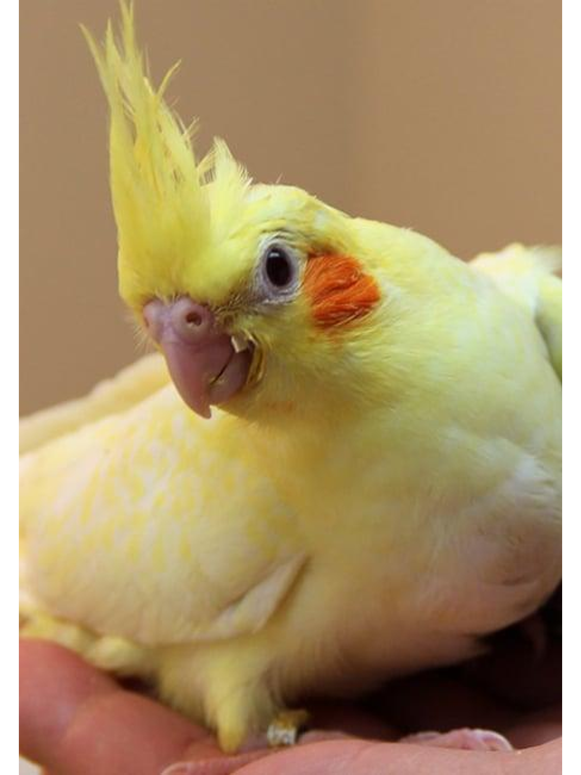 Psittacus Mini Pienso 450g 4