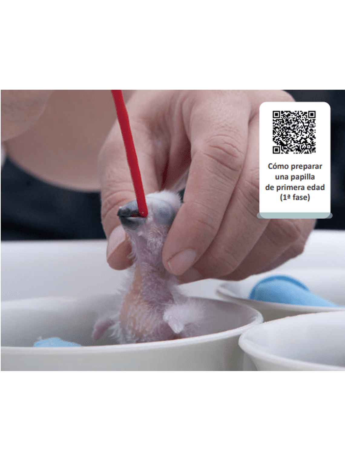 Psittacus Mini Papilla 1kg 3