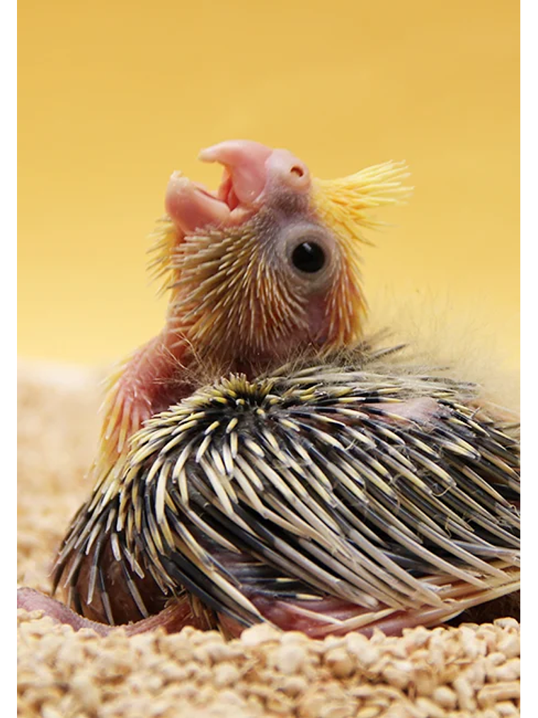 Psittacus Mini Papilla 1kg 5