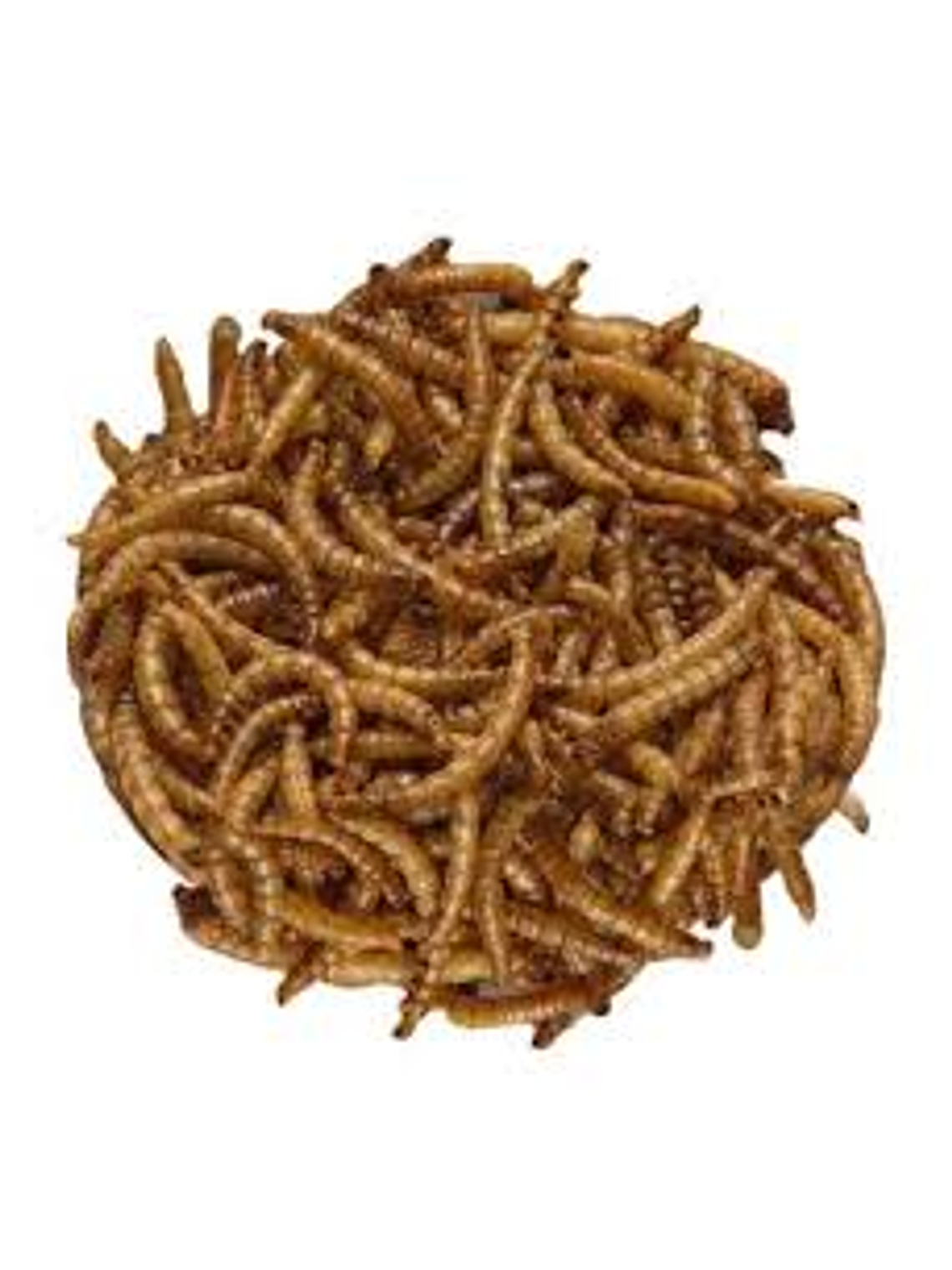 Super Tenebrio 400gr 2