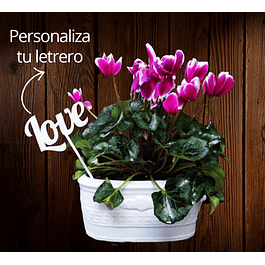 Planta Ciclamen personalizada