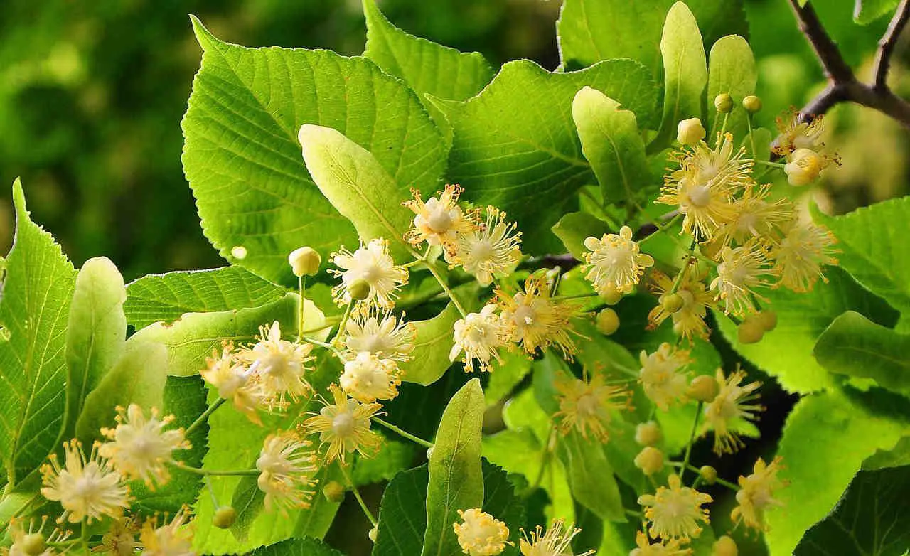 Properties of Linden: Benefits, Consumption and its Best Use