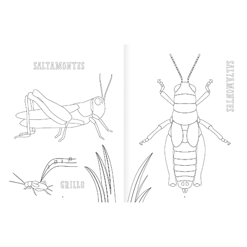 Insectopinta