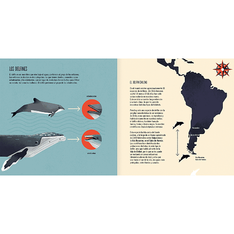 El delfín chileno 