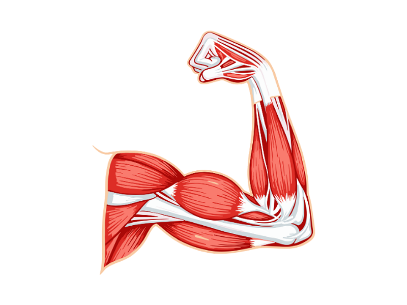 🔥 El mejor quemador de grasa, el mas natural y efectivo! 🏆