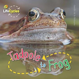 Tadpole To Frog Lifecycles