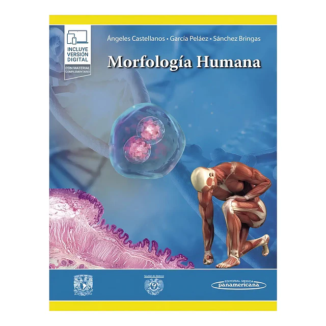 Morfología humana