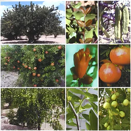 Tratado de fruticultura para zonas áridas y semáridas II