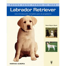 Labrador Retriever
