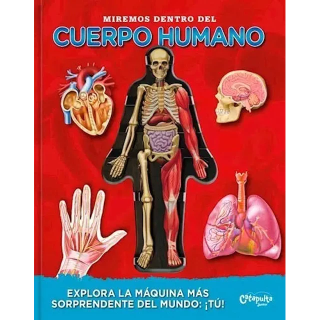 Miremos dentro del cuerpo humano
