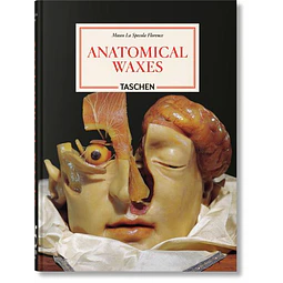 Anatomical waxes