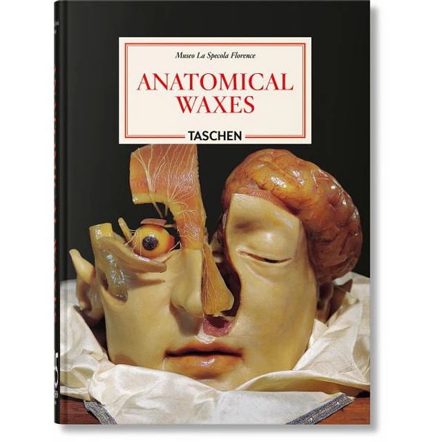 Anatomical waxes