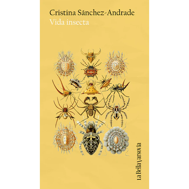 Vida insecta