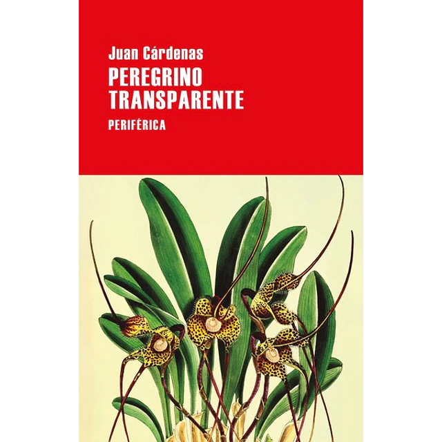 Peregrino transparente