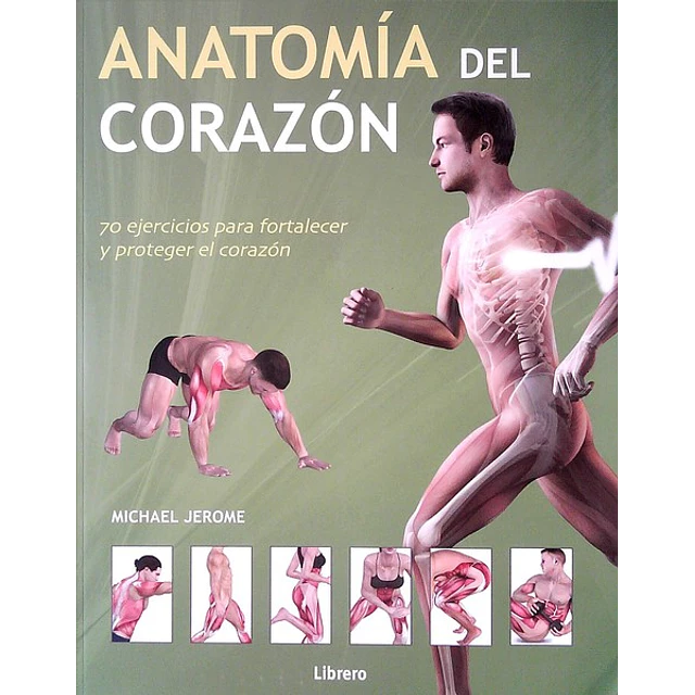 Anatomia del corazon