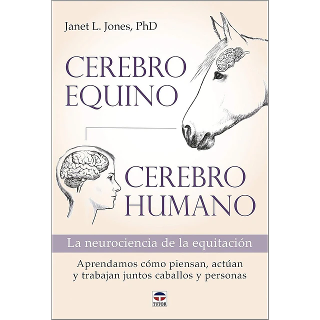 Cerebro equino - Cerebro humano