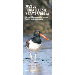 Aves de punta del este y costa serrana