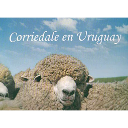 Corriedale en uruguay