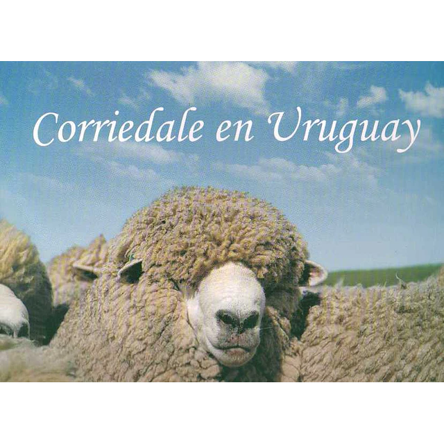Corriedale en uruguay
