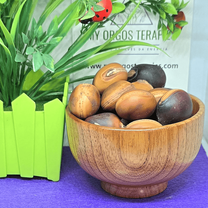 Olho de Boi Sementes 1